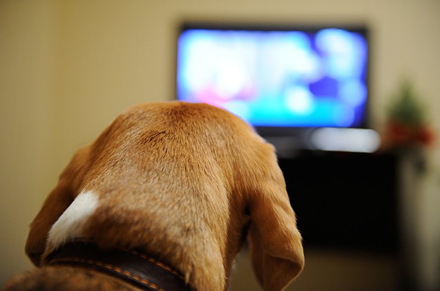 what does your dog see when he watches tv