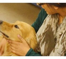 Study: Dog Therapy Reduces Homesickness in College Students