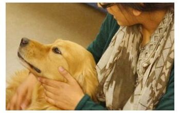 Study: Dog Therapy Reduces Homesickness in College Students