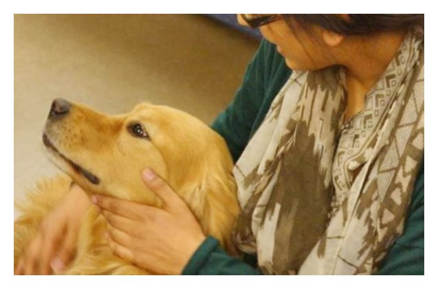 study dog therapy reduces homesickness in college students