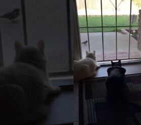 Focused Cats Get Scared Out Of At Least 1 Life By Curious Dog [Video]