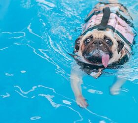 what you should know about canine hydrotherapy