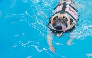 What You Should Know About Canine Hydrotherapy