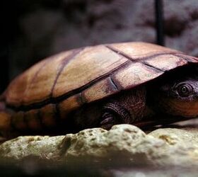 african sideneck turtle