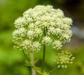 What Are the Dangers of Water Hemlock to Dogs?