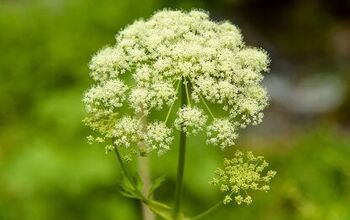 What Are the Dangers of Water Hemlock to Dogs?