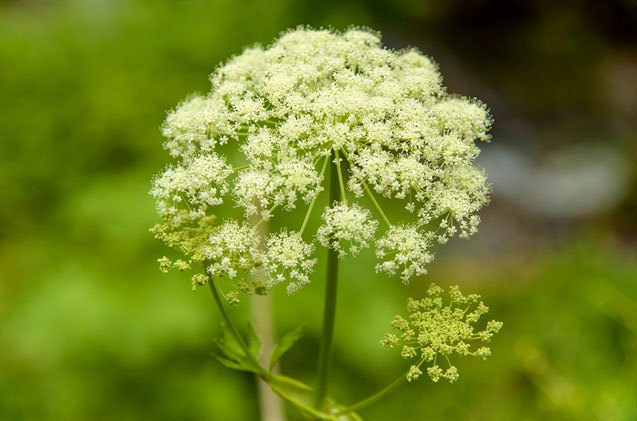 what are the dangers of water hemlock to dogs