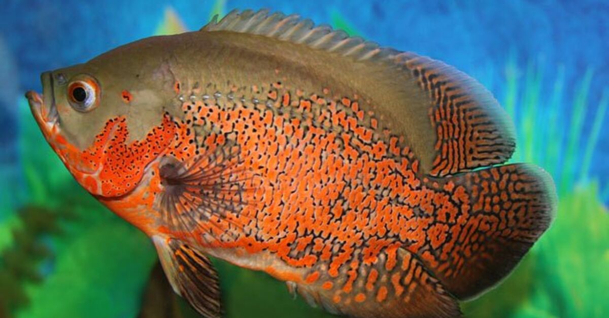 Red Oscar Fish RED OSCAR