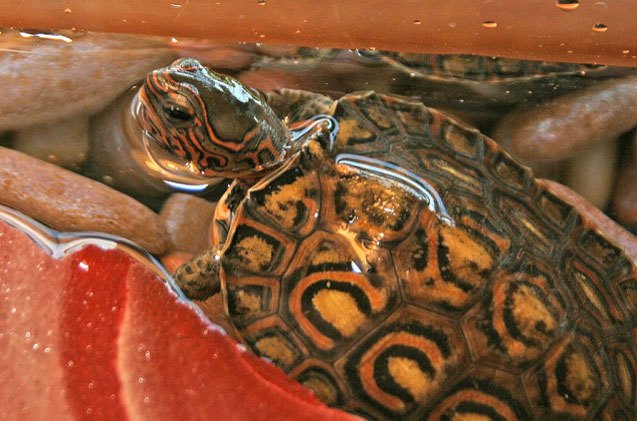 Central American Wood Turtle Information and Pictures - PetGuide | PetGuide
