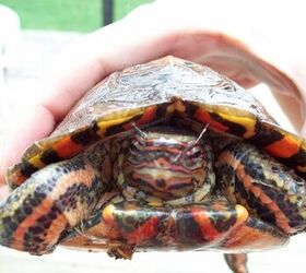 central american wood turtle