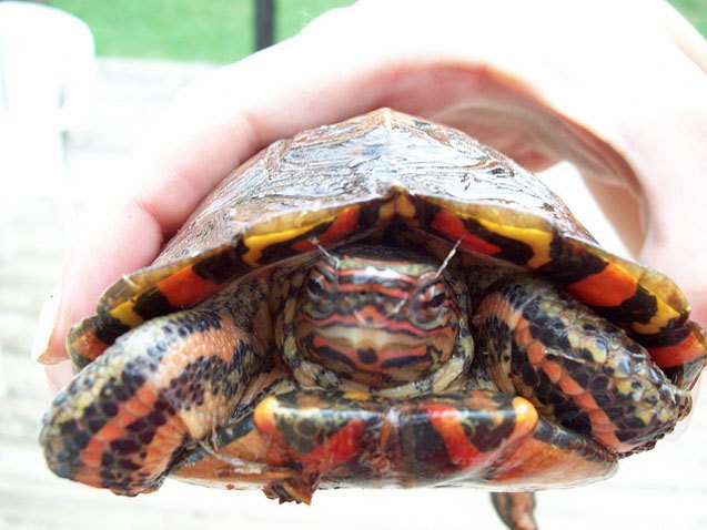 central american wood turtle