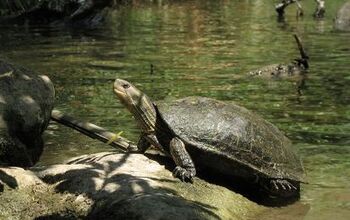 Caspian Pond Turtle