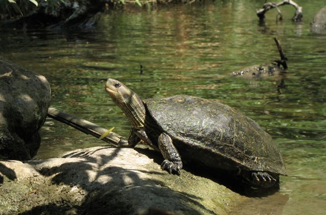 caspian pond turtle