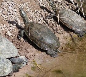 caspian pond turtle