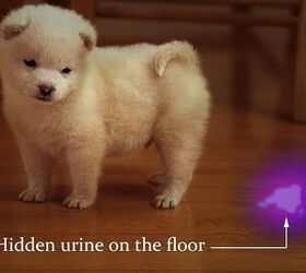 Pet Hack Of The Week: Finding Hidden Urine Stains