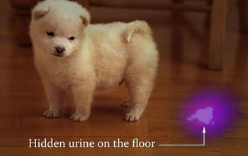 Pet Hack Of The Week: Finding Hidden Urine Stains