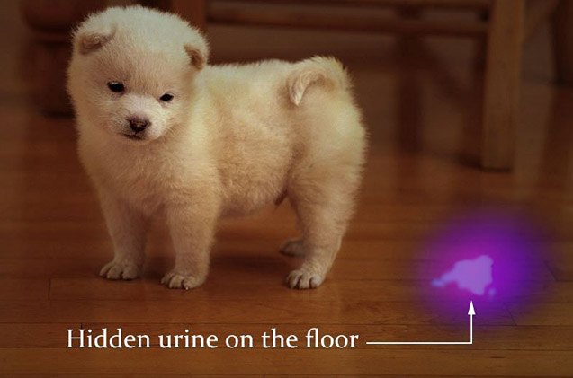 pet hack of the week finding hidden urine stains