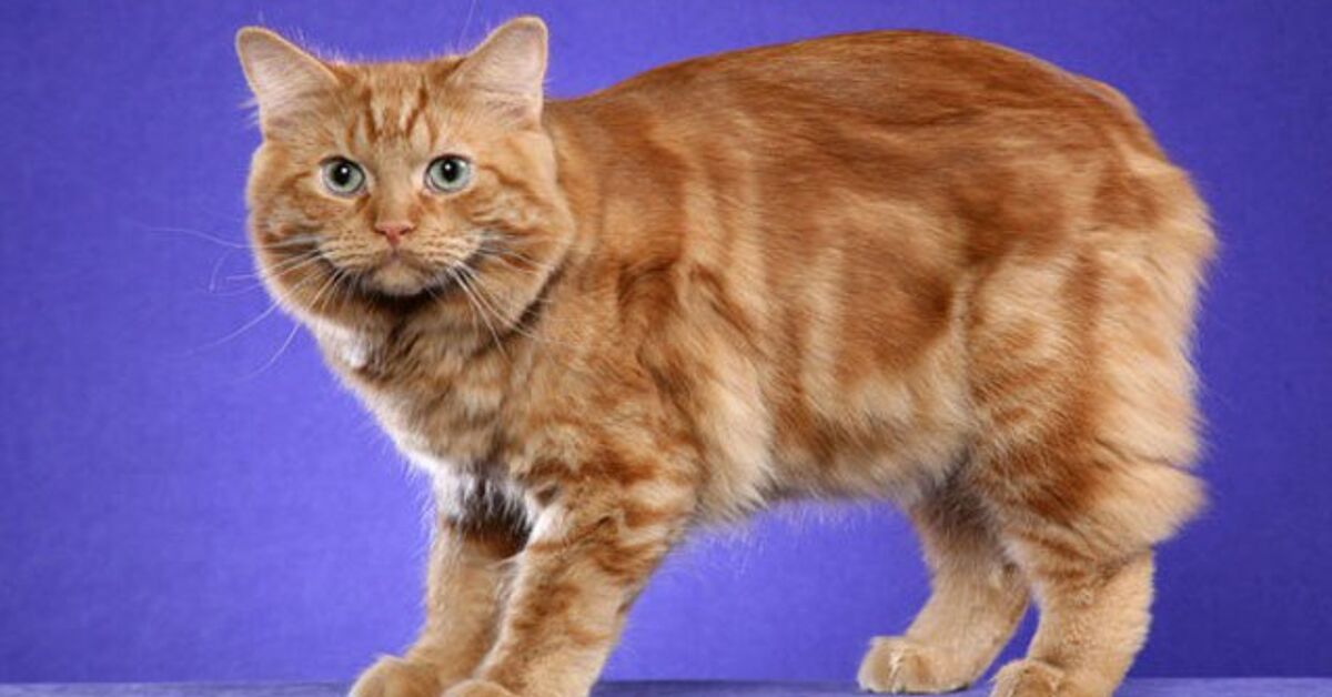 Cymric Cat Breed Information and Pictures PetGuide PetGuide