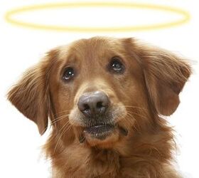study pet parents believe all dogs go to heaven