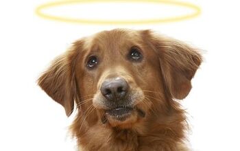 Study: Pet Parents Believe All Dogs Go To Heaven