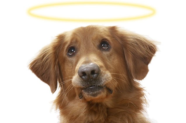 study pet parents believe all dogs go to heaven