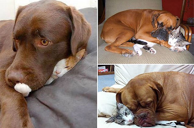 10 weird things our pets do when no one is watching