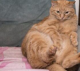 Weighty Facts About Feline Obesity