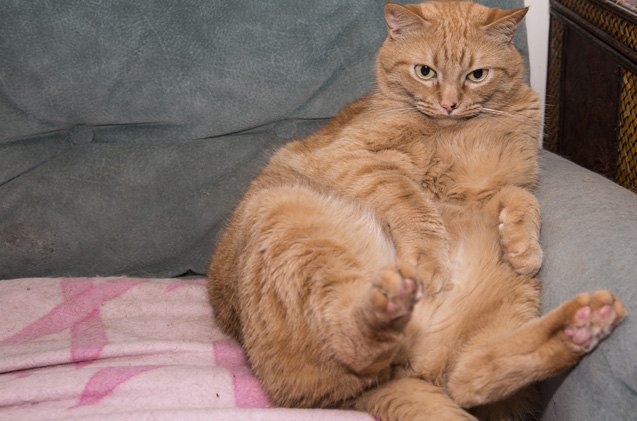weighty facts about feline obesity