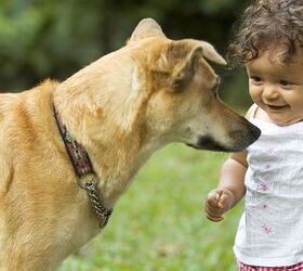 study children at risk of being bitten by frightened dogs