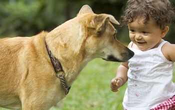 Study: Children at Risk of Being Bitten by Frightened Dogs