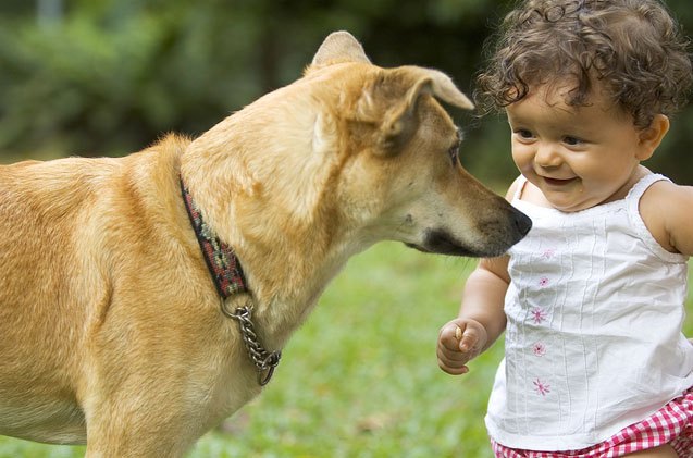 study children at risk of being bitten by frightened dogs