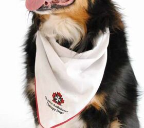 Subaru Canada Teams Up With St. John Ambulance Therapy Dog Program