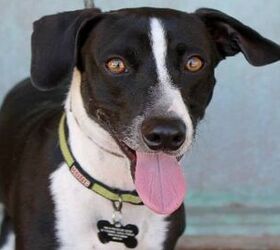 Adoptable Dog of the Week – Blue
