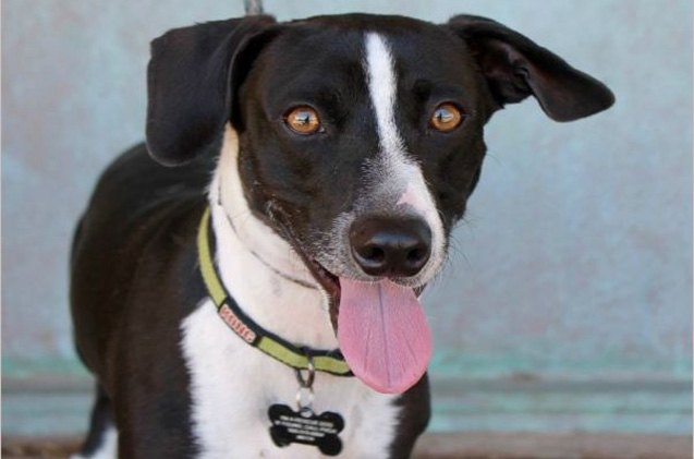 adoptable dog of the week blue