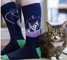 celebrity judge lil bub wants you to sock it to her