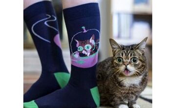 Celebrity Judge Lil Bub Wants You To Sock It To Her!