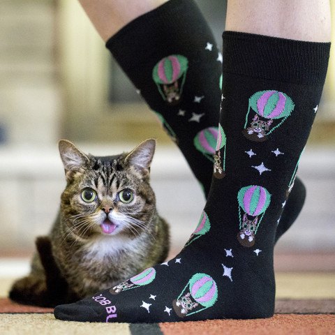 celebrity judge lil bub wants you to sock it to her