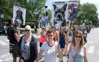 Montreal Pitbull Protesters Fight For Protection Of Dogs