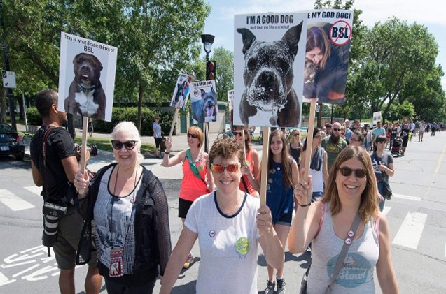 montreal pitbull protesters fight for protection of dogs