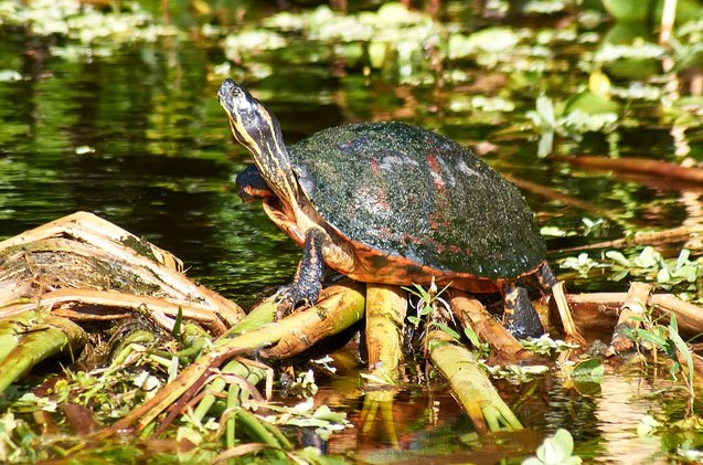 florida red belly turtle