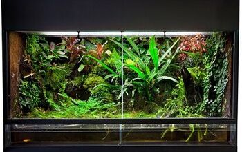 Paludariums Have Room For More Than Just Fish