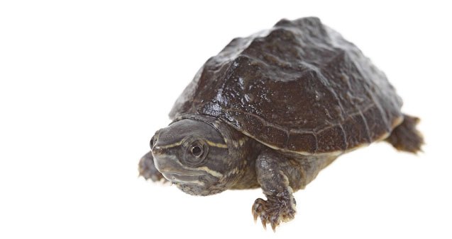 Common Musk Turtle Information and Pictures - PetGuide | PetGuide