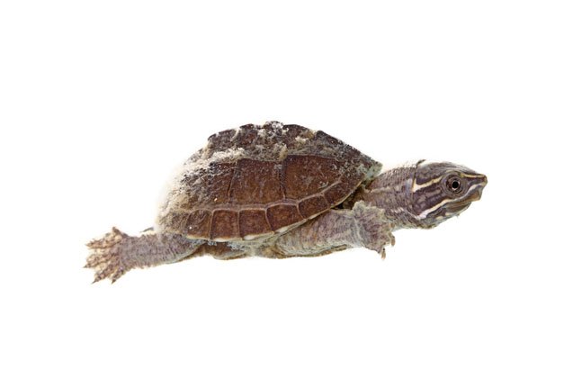 Tiny Razor Back Turtle How To Take Care Of A Razorback Musk Turtle