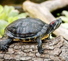 red ear slider turtle male and female