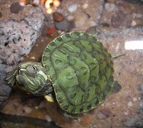 Pet Turtles That Stay Small and Look Cute Forever