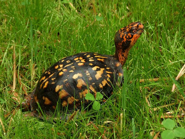Eastern Box Turtle Information and Pictures - PetGuide | PetGuide