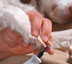 pet hack of the week grooming pet nails with ease