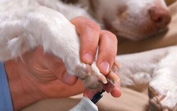 Pet Hack Of The Week: Grooming Pet Nails With Ease
