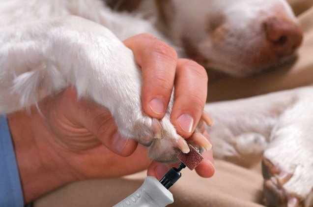 pet hack of the week grooming pet nails with ease