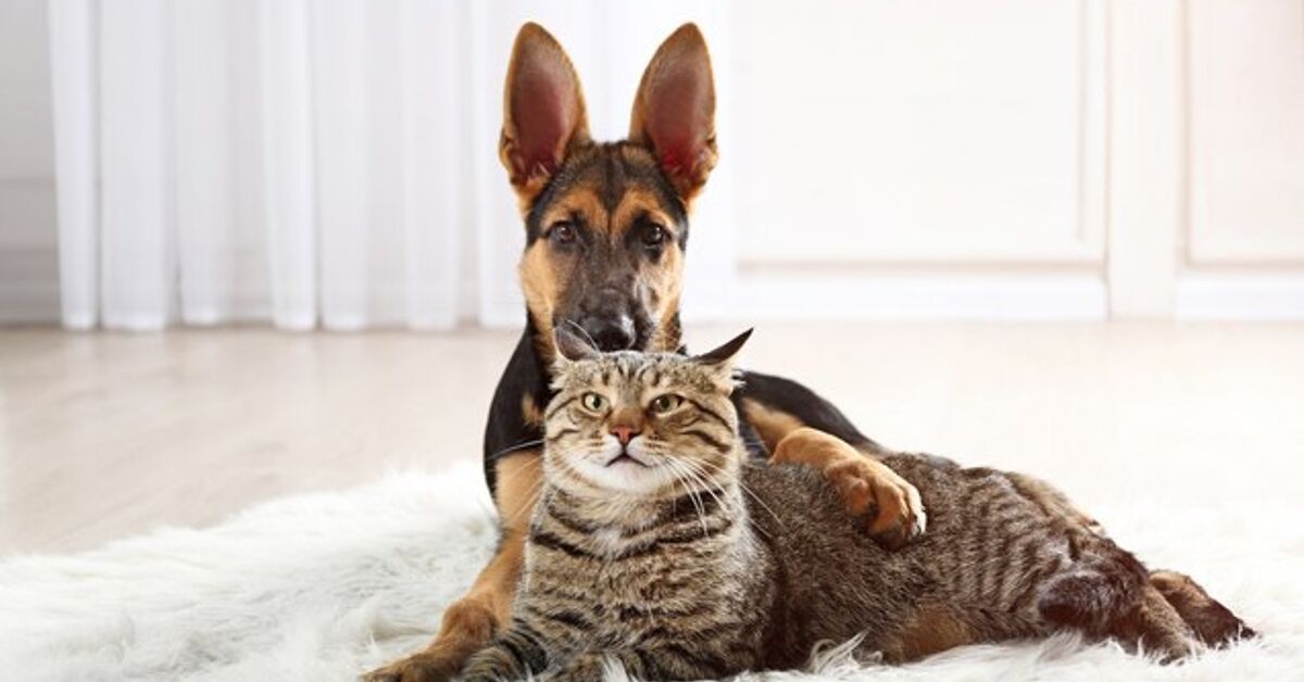 How To Introduce Your Cat To A New Dog PetGuide how-to-introduce-your-cat-to-a-new-dog-petguide